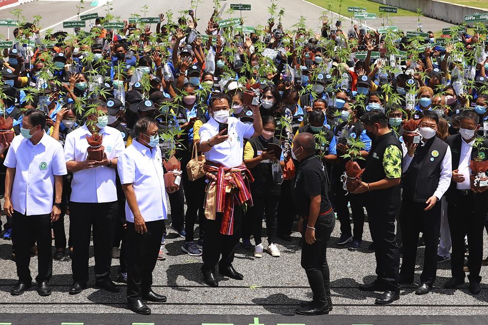 Thailand marijuana plant giveaway